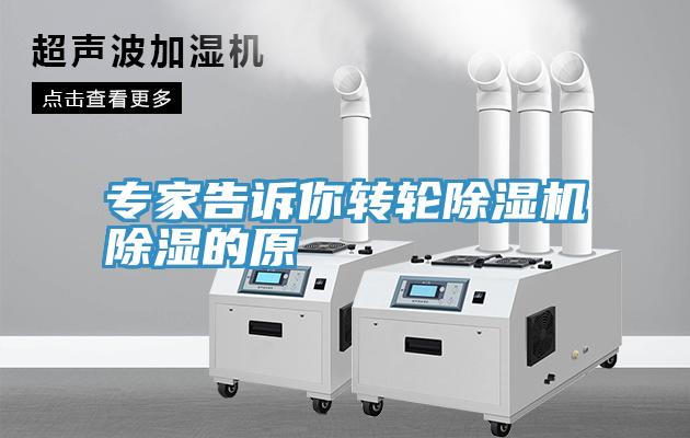 專家告訴你轉輪草莓污视频在线看除濕的原