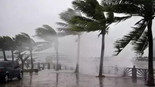 8月台風雨即將來，草莓污视频在线看還得用起來