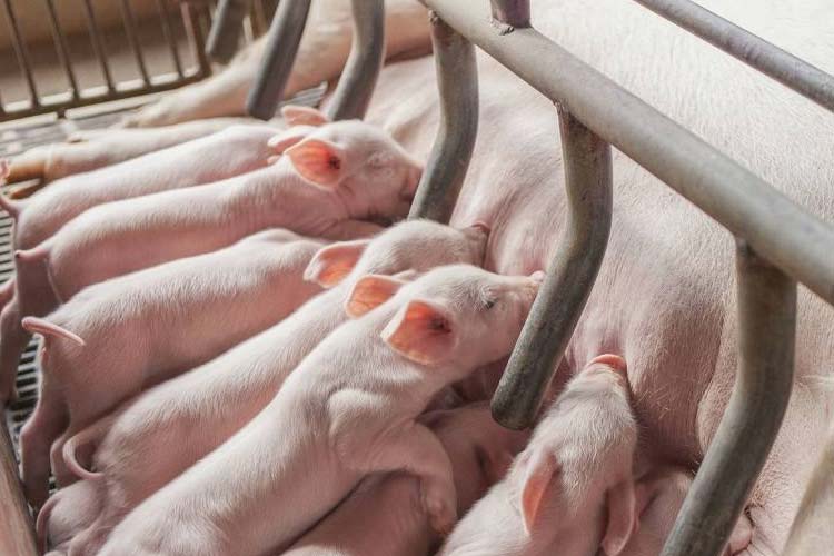 健康和經濟：肉豬養殖環境除濕