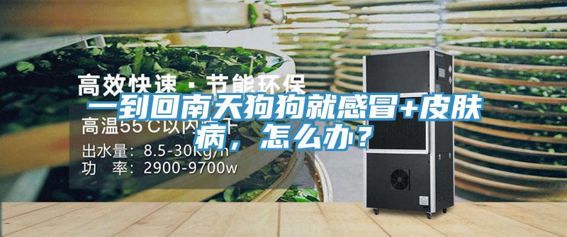 一到回南天狗狗就感冒+皮膚病，怎麽辦？