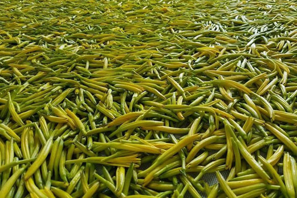 無硫金針菜烘幹如何保持品相？不發黑？_草莓污视频在线看廠家