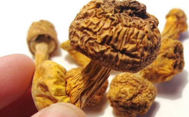 巴西菇、姬鬆茸烘幹機-怎樣烘幹色澤好且菇體褶片完整？