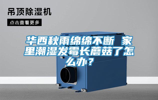 華西秋雨綿綿不斷 家裏潮濕發黴長蘑菇了怎麽辦？