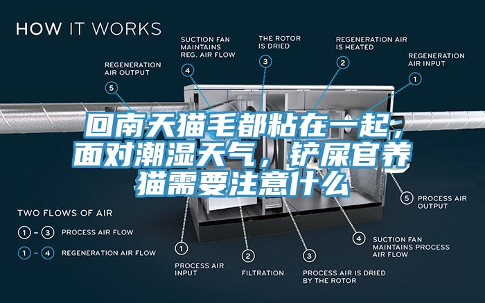 回南天貓毛都粘在一起，麵對潮濕天氣，鏟屎官養貓需要注意什麽