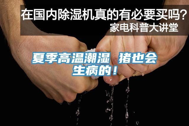 夏季高溫潮濕 豬也會生病的！