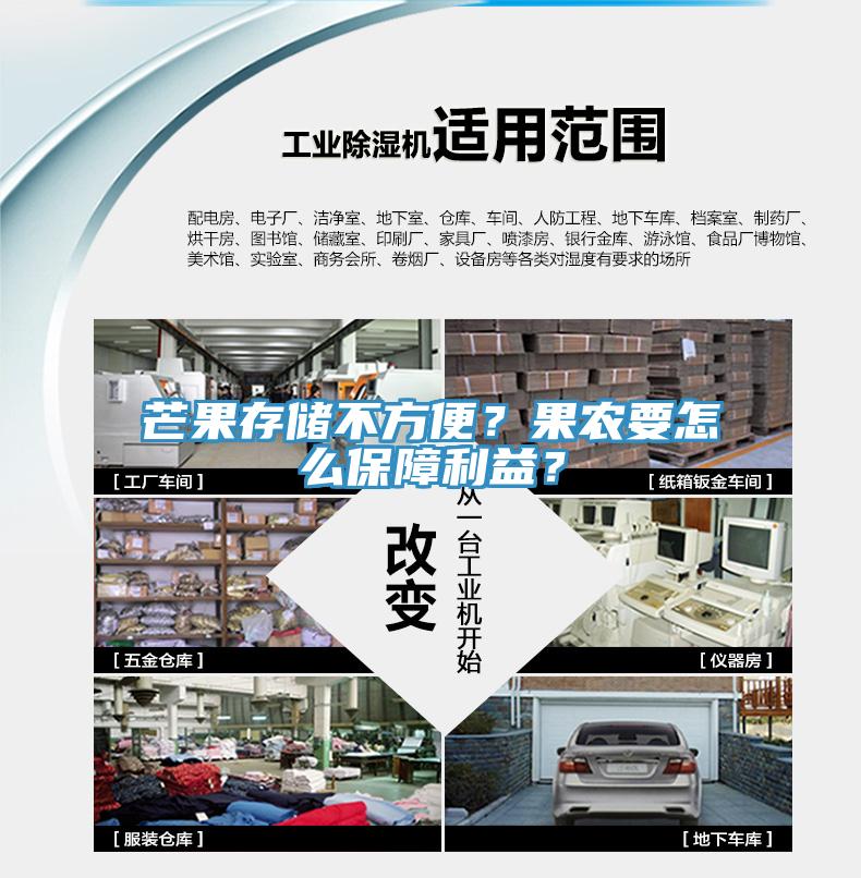 芒果存儲不方便？果農要怎麽保障利益？