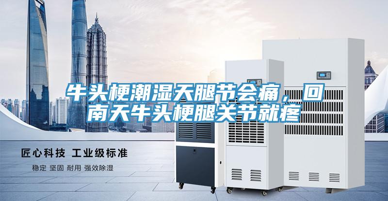牛頭梗潮濕天腿節會痛，回南天牛頭梗腿關節就疼