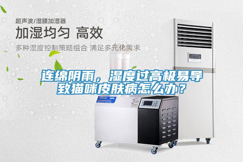 連綿陰雨，濕度過高極易導致貓咪皮膚病怎麽辦？