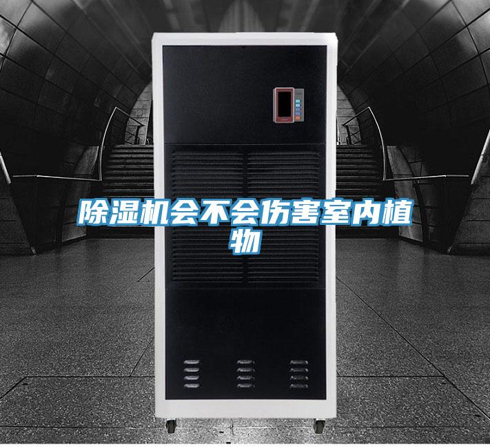 草莓污视频在线看會不會傷害室內植物