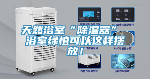 天然浴室“除濕器” 浴室綠植可以這樣擺放！