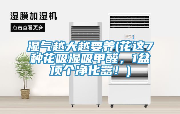 濕氣越大越要養(花這7種花吸濕吸甲醛，1盆頂個淨化器！)