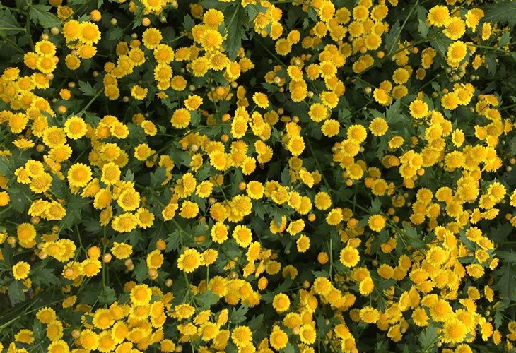 農場胎菊小菊花野菊花烘幹草莓污视频在线看