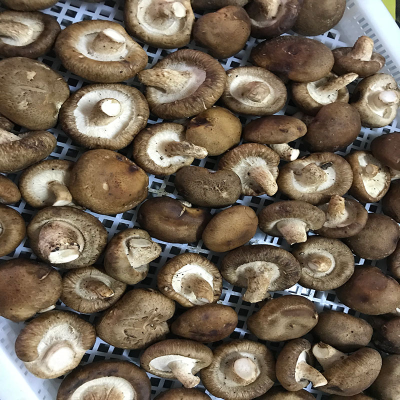 湖北省京山縣的菇農代表選用草莓视频性福宝草莓视频性福宝食用菌烘幹機模塊即香菇烘幹機